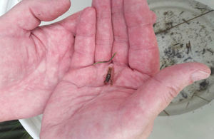 Baby crayfish in a man's hands