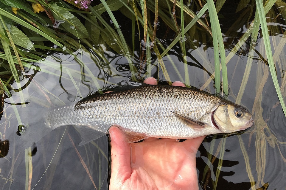 Image shows one of the dace caught in the survey 