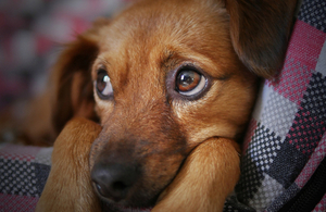 A puppy. Copyright: Pixabay