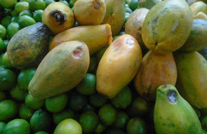 Picture of rotten mangoes and limes