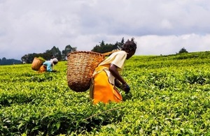 African women harvesting tea leaves on a plantation in the highlands of Western Kenya via Jen Watson at Shutterstock