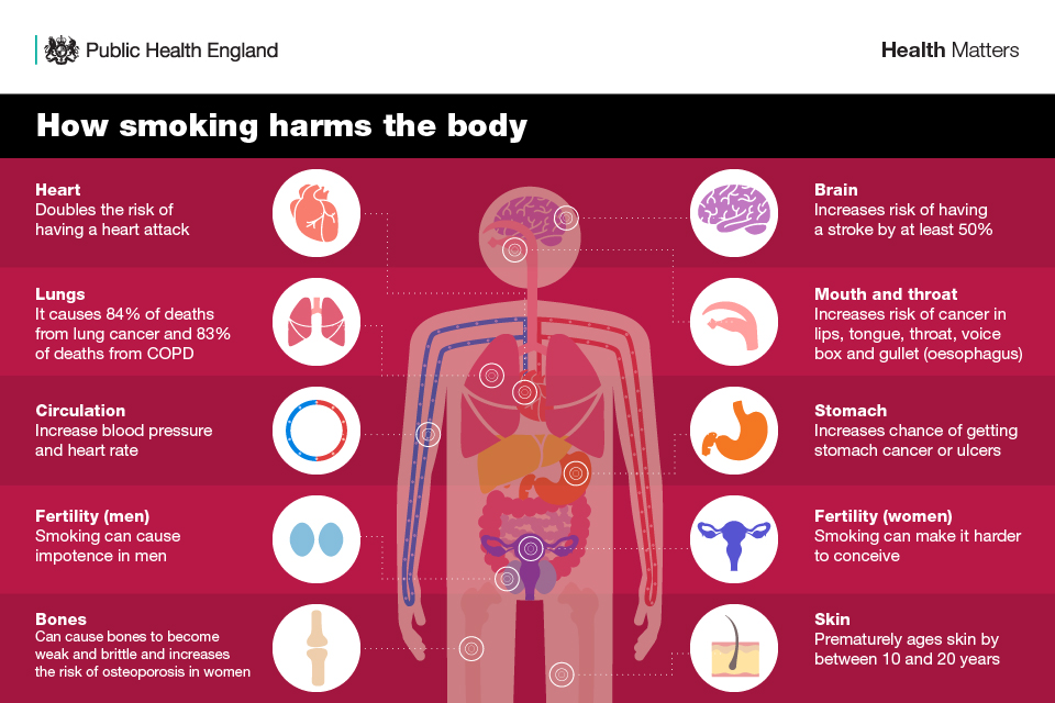 Infographic showing how smoking harms the body
