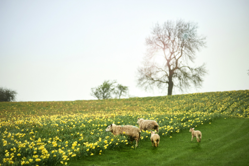 Sheep and daffodils in a field