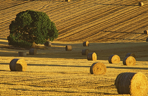Photograph of a dry field of crops