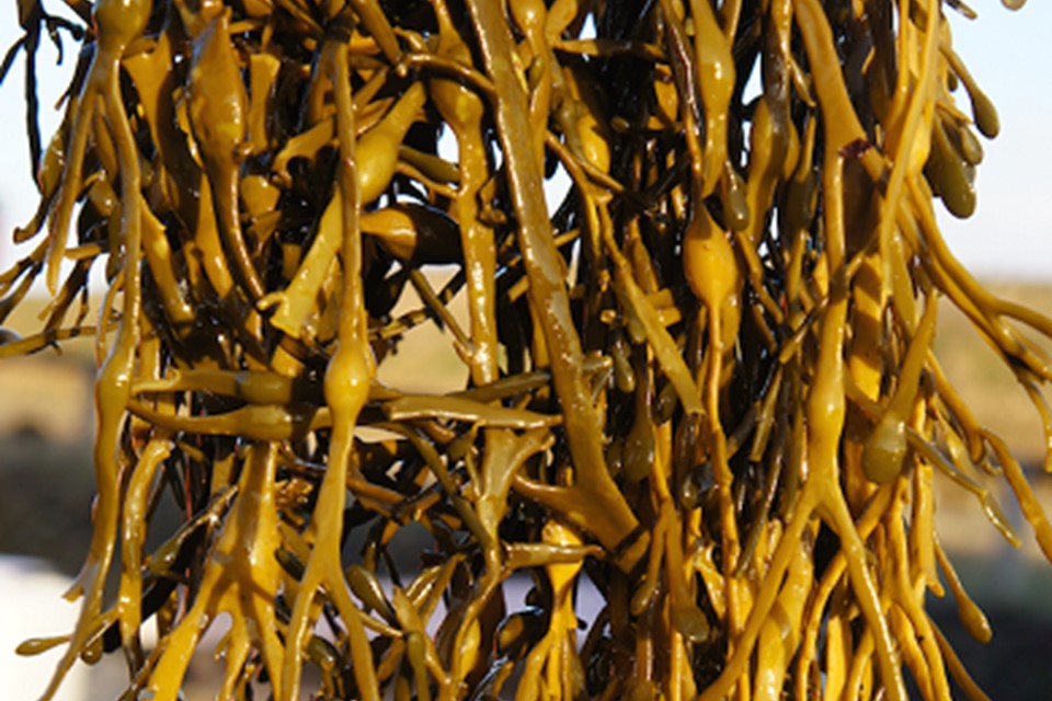 Seaweed from Whitley Bay.