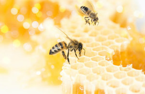 Bees and honey picture