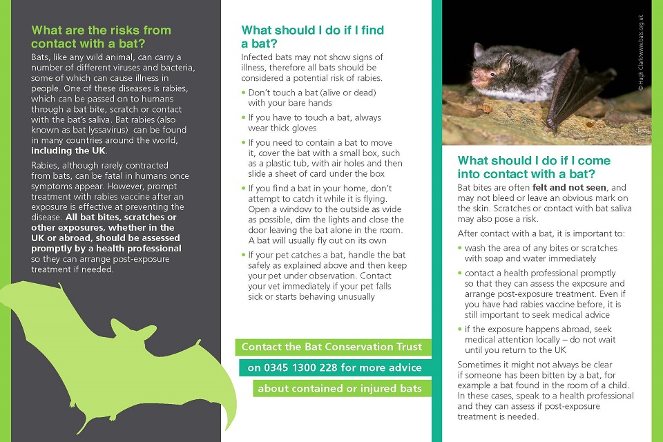 Bat contact and rabies risk leaflet