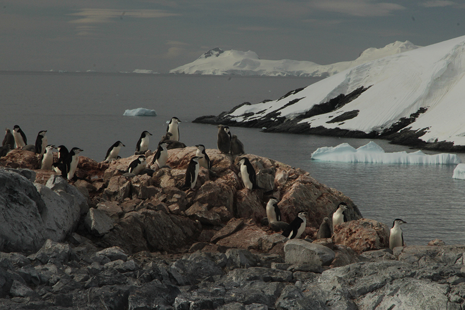 A group of penguins standing on rocks