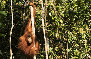 Endangered orangutan