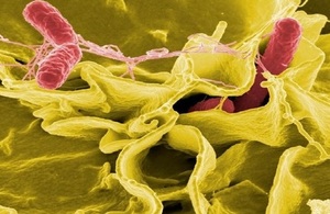 Rise in cases of salmonella