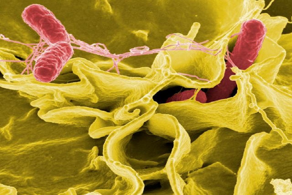 Rise in cases of Salmonella Typhimurium - GOV.UK