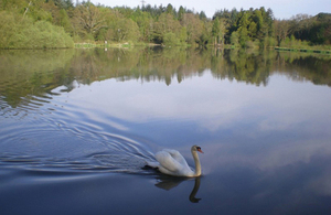 A swan on Stover Lake