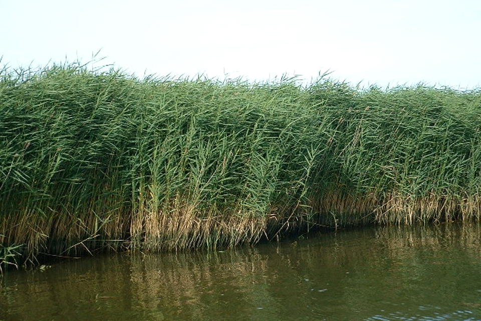 A reedbed at Stover Lake