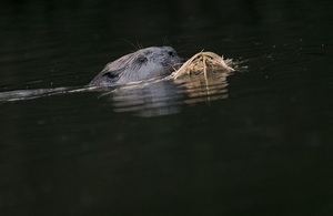 Beaver