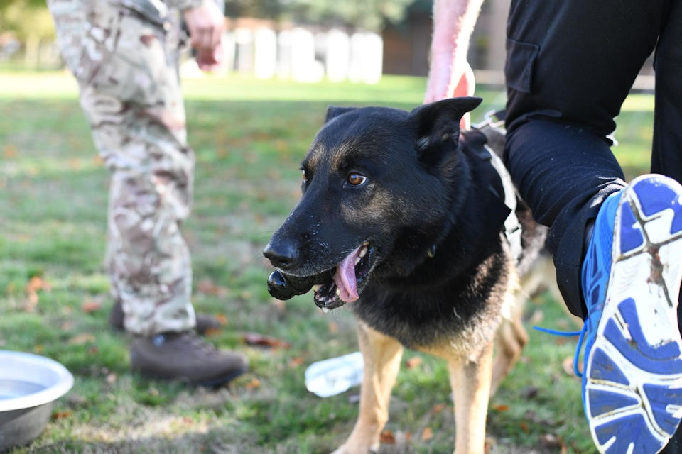 Police Dog Peppa. Photo: MOD Crown copyright. All rights reserved