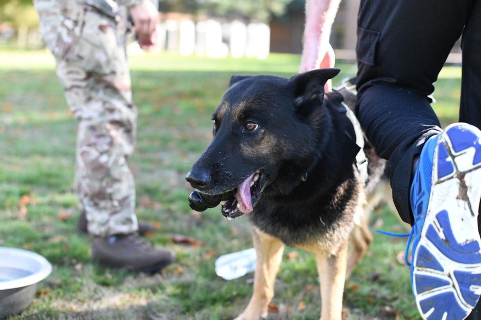 Police Dog Peppa. 