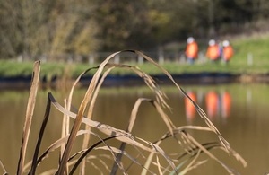 Reeds at a watercourse