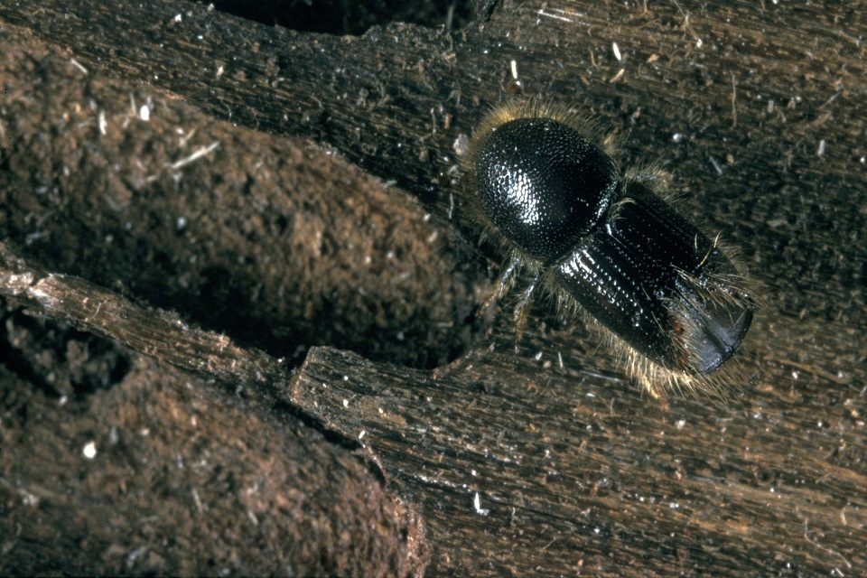 Forestry Commission Act On Tree Pest Detected In Kent Gov Uk