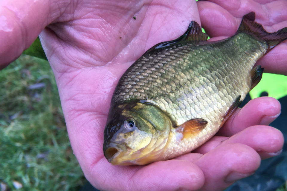 Somerset rivers stocked with fish ahead of Christmas 