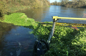 The Environment Agency has been removing floating pennywort, an invasive species, from rivers