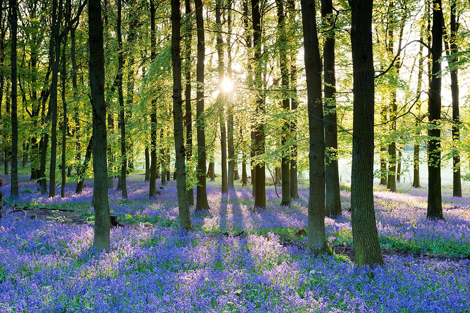 Environment bill policy paper - photo of a bluebell wood