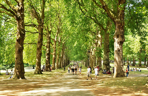 Trees in a park