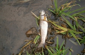 Image shows dead fish affected by pollution incident