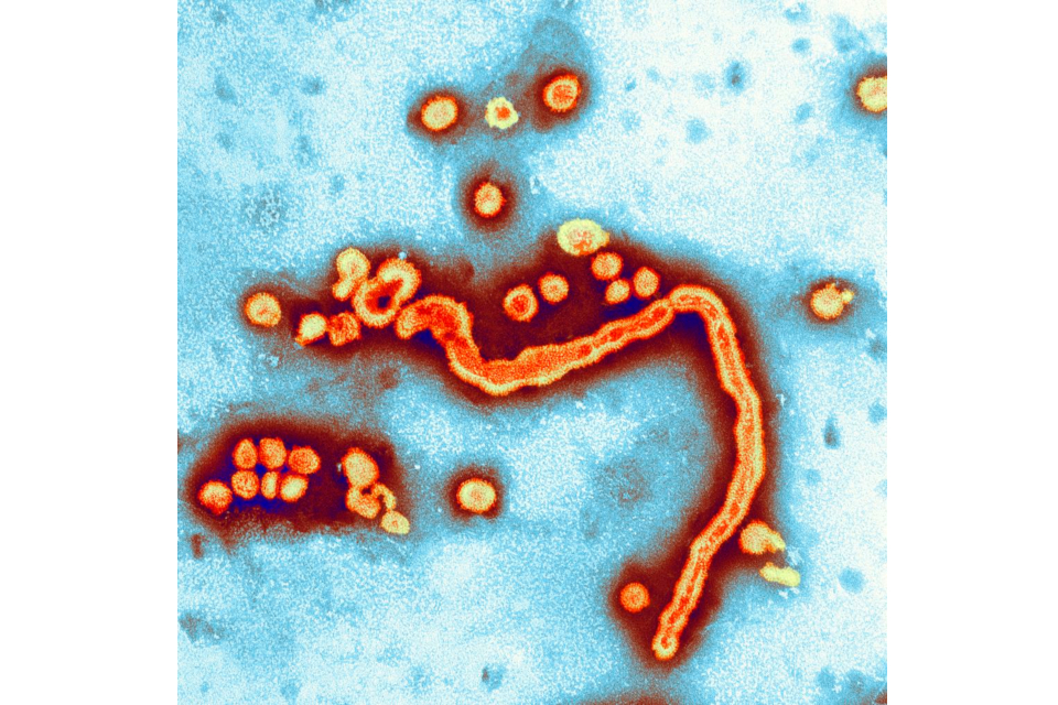Transmission electron micrograph image of an Influenza virus A