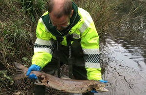 Fisheries officer Jerome Masters with the salmon at the River Don in Sheffield