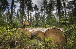 Timber stack