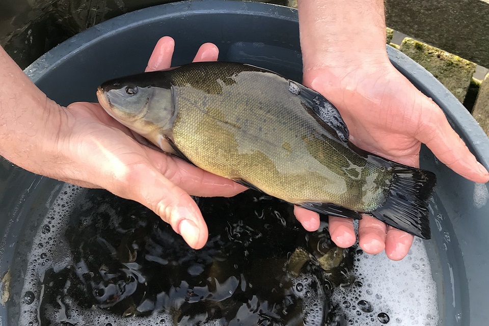 Image shows a tench