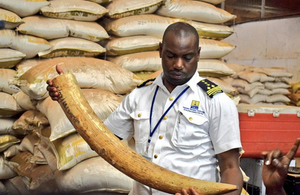 Ivory being seized by Ugandan authorities