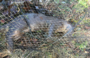 An otter has been killed by an illegal crayfish trap