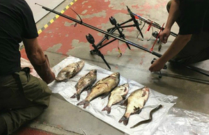 Row of dead fish being examined by Environment Agency fisheries bailiffs