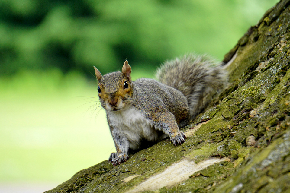 March 2019 update Invasive nonnative species and grey squirrels GOV.UK