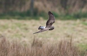 Image of a brown he harrier flying across a field