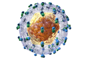 Hepatitis C virus