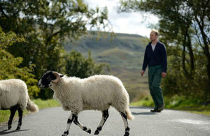 A male farmer walking across a quiet road with two sheep in front of him