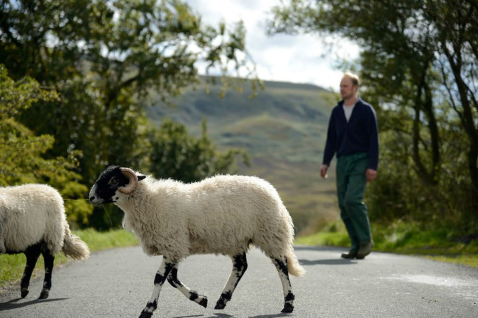 Овцы на дороге. Swaledale Sheep. Фермер с овцами. Two Sheep; Road in a Wood;.