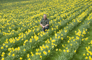 Man in field of daffodils