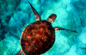 Sea turtle swimming in a tropical ocean