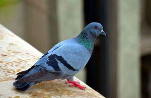 Pigeon