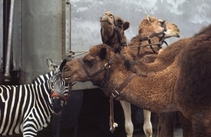 Three camels and a zebra
