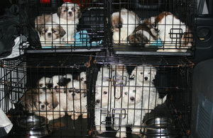 Photograph of puppies in cages about to be rescued