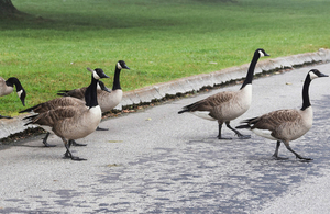 Canada geese crossing a road