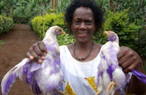 Chickens dyed purple to protect them from hawks.