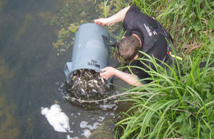 Environment Agency fisheries officer releasing fish from a bucket into the river