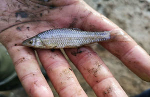 Topmouth Gudgeon are native to Asia, but have spread rapidly throughout Europe. The invasive fish poses a significant threat to the ecology and wildlife of our rivers and lakes