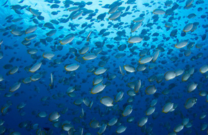 School of fish in light blue water.