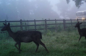 Image of deer alongside main roadway in the south west.